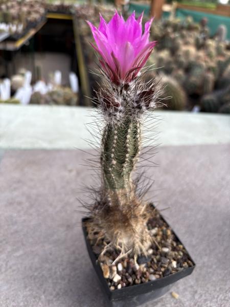 Echinocereus palmeri